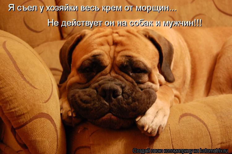 Я съел у хозяйки весь крем от морщин... Не действует он на собак и мужчин!!!... Котоматрица: Я съел у хозяйки весь крем от морщин... Не действует он на собак и мужчин!!!