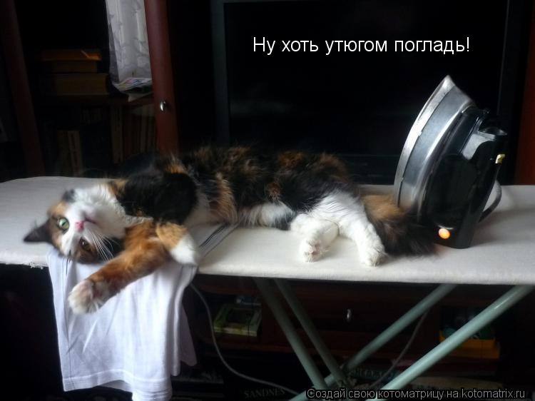 Ну хоть утюгом погладь!... Котоматрица: Ну хоть утюгом погладь!