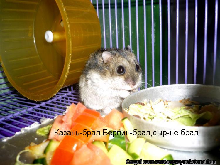Казань-брал,Берлин-брал,сыр-не брал... Котоматрица: Казань-брал,Берлин-брал,сыр-не брал