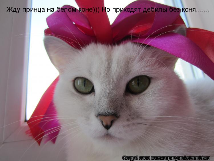 Жду принца на белом коне))) Но приходят дебилы без коня.......... Котоматрица: Жду принца на белом коне))) Но приходят дебилы без коня.......