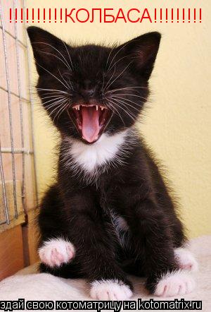 !!!!!!!!!!КОЛБАСА!!!!!!!!!... Котоматрица: !!!!!!!!!!КОЛБАСА!!!!!!!!!