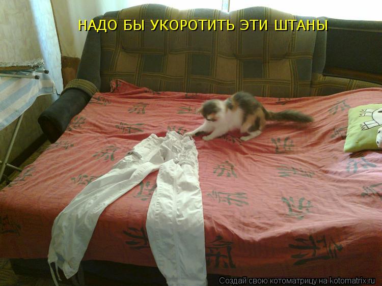 НАДО БЫ УКОРОТИТЬ ЭТИ ШТАНЫ... Котоматрица: НАДО БЫ УКОРОТИТЬ ЭТИ ШТАНЫ