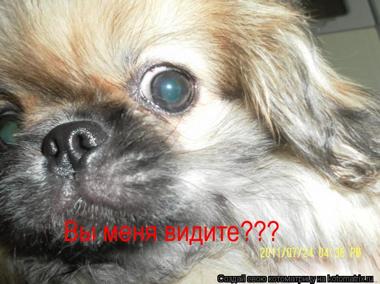 Вы меня видите???... Котоматрица: Вы меня видите???