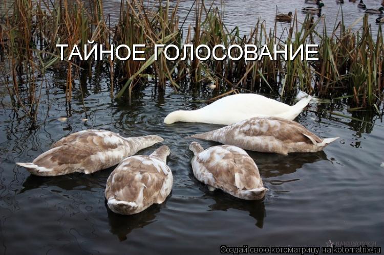 Котоматрица: ТАЙНОЕ ГОЛОСОВАНИЕ