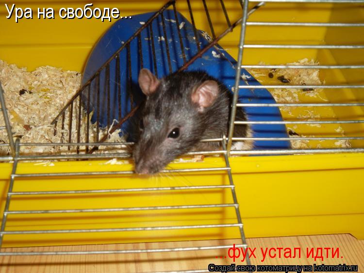 Котоматрица: Ура на свободе... ...фух устал идти.