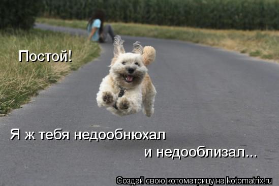 Котоматрица: Постой! и недооблизал... Я ж тебя недообнюхал