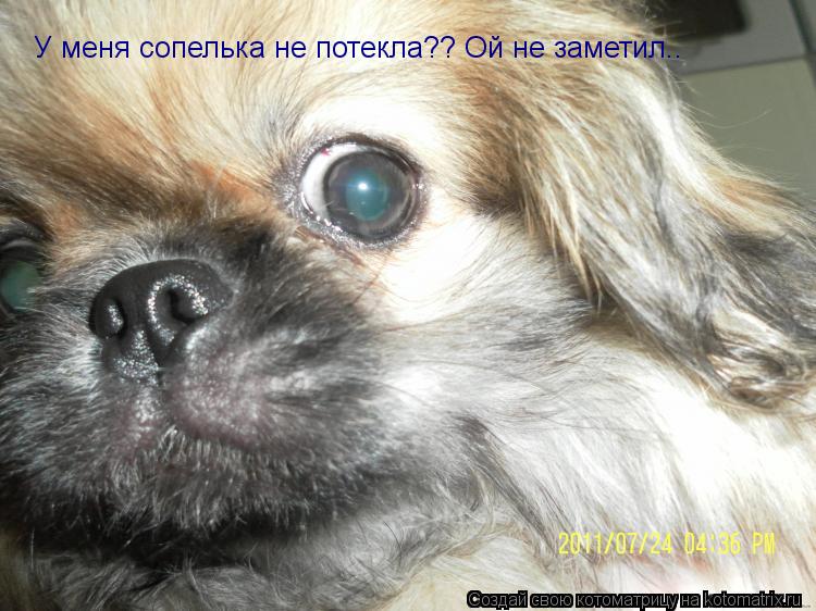 Котоматрица: У меня сопелька не потекла?? Ой не заметил..