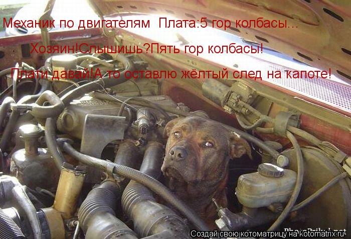 Котоматрица: Механик по двигателям Плата:5 гор колбасы... Хозяин!Слышишь?Пять гор колбасы! Плати давай!А то оставлю жёлтый след на капоте!