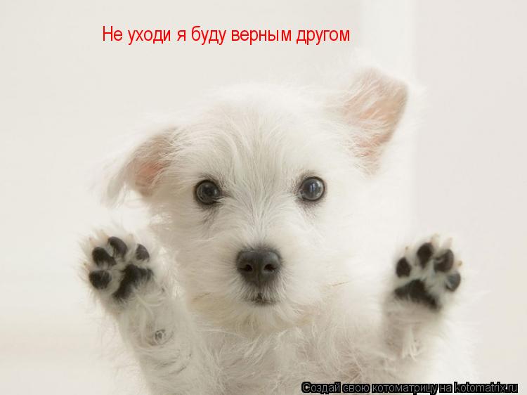 Котоматрица: Не уходи я буду верным другом