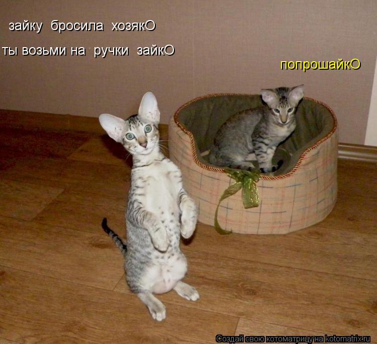 Котоматрица: зайку  бросила  хозякО ты возьми на  ручки  зайкО попрошайкО