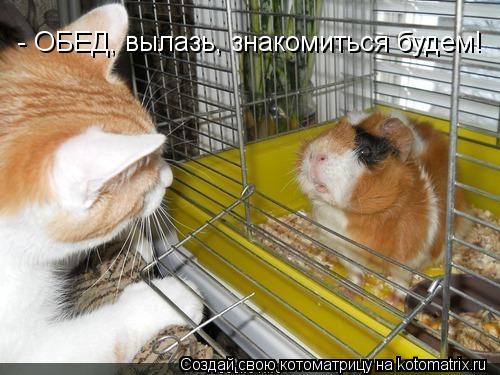 - ОБЕД, вылазь, знакомиться будем!... Котоматрица: - ОБЕД, вылазь, знакомиться будем!