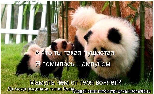 Мамуль чем от тебя воняет? Я помылась шампунем А что ты такая пушистая Да когда родилась такая была... Котоматрица: Мамуль чем от тебя воняет? Я помылась шампунем А что ты такая пушистая Да когда родилась такая была