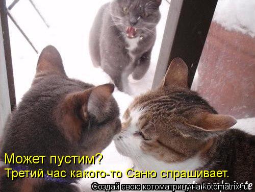 Может пустим? Третий час какого-то Саню спрашивает.... Котоматрица: Может пустим? Третий час какого-то Саню спрашивает.