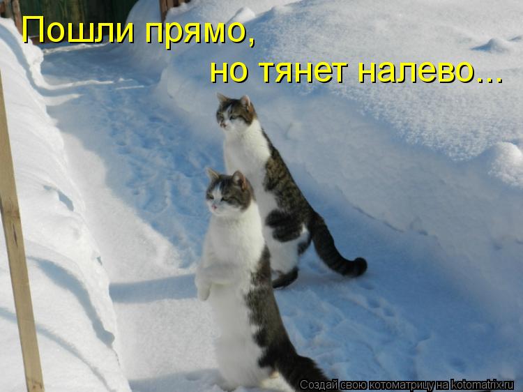 Котоматрица: Пошли прямо, но тянет налево...