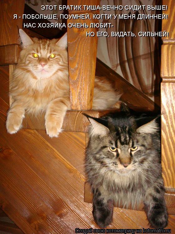 Котоматрица: ЭТОТ БРАТИК ТИША-ВЕЧНО СИДИТ ВЫШЕ! НАС ХОЗЯЙКА ОЧЕНЬ ЛЮБИТ- НО ЕГО, ВИДАТЬ, СИЛЬНЕЙ! Я - ПОБОЛЬШЕ, ПОУМНЕЙ, КОГТИ У МЕНЯ ДЛИННЕЙ!