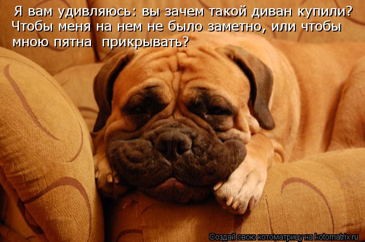 Котоматрица: Я вам удивляюсь: вы зачем такой диван купили? Чтобы меня на нем не было заметно, или чтобы  мною пятна  прикрывать?