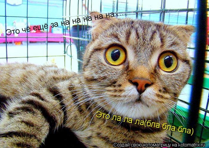 Котоматрица: Это чё ещё за на на на на на..... Это ла ла ла(бла бла бла)