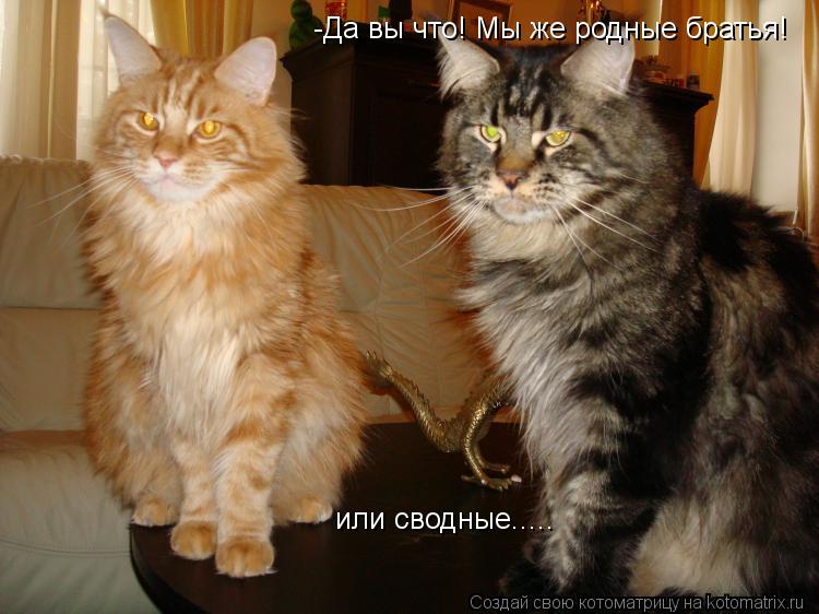 Котоматрица: -Да вы что! Мы же родные братья! или сводные.....