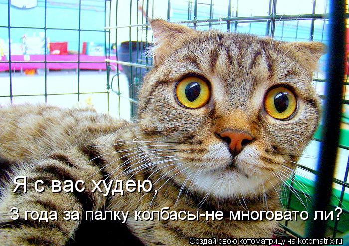 Котоматрица: Я с вас худею, 3 года за палку колбасы-не многовато ли?