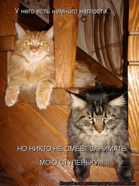 Котоматрица: У него есть немного наглости...... НО НИКТО НЕ СМЕЕТ ЗАНИМАТЬ МОЮ СТУПЕНЬКУ!!!!!!