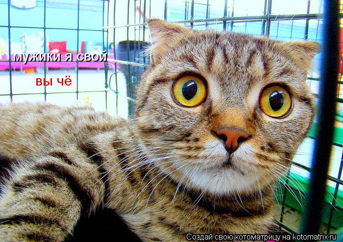 мужики я свой вы чё... Котоматрица: мужики я свой вы чё