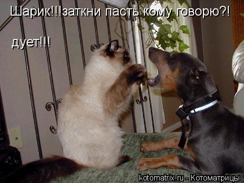 Шарик!!!заткни пасть кому говорю?! дует!!!... Котоматрица: Шарик!!!заткни пасть кому говорю?! дует!!!