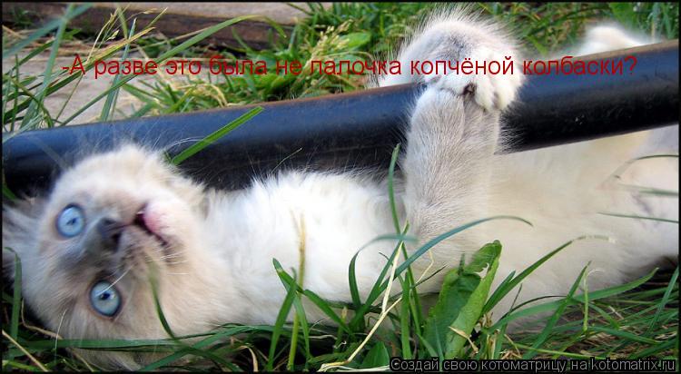 -А разве это была не палочка копчёной колбаски?... Котоматрица: -А разве это была не палочка копчёной колбаски?