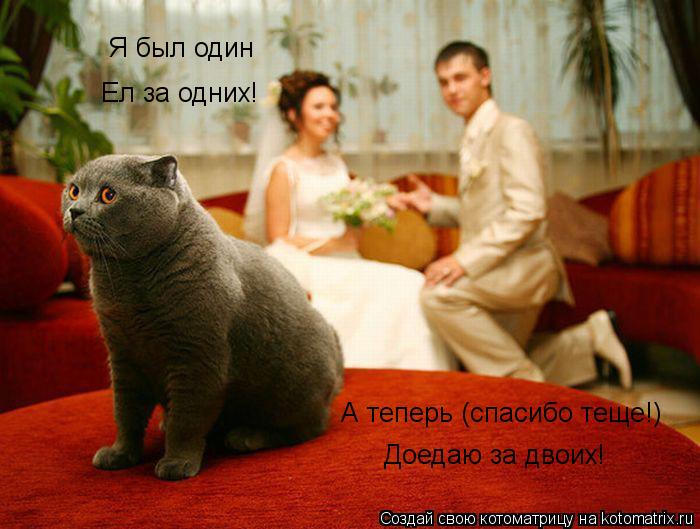 Я был один Ел за одних! А теперь (спасибо теще!) Доедаю за двоих!... Котоматрица: Я был один Ел за одних! А теперь (спасибо теще!) Доедаю за двоих!