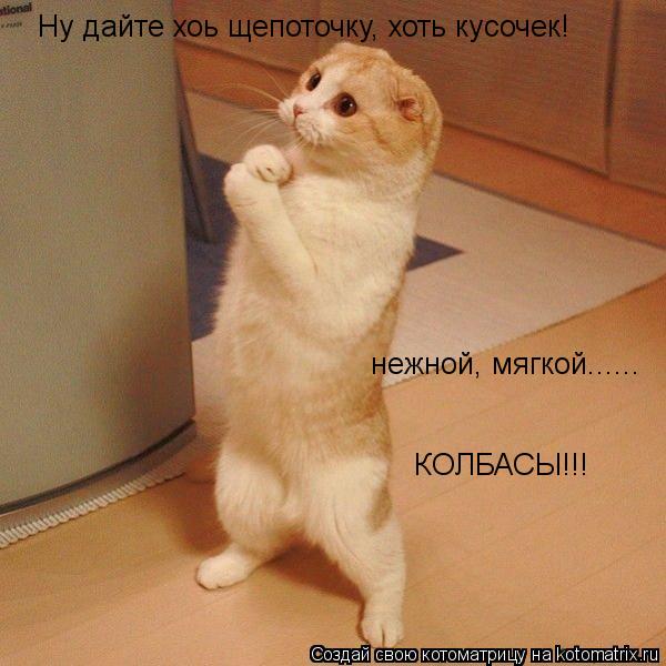 Ну дайте хоь щепоточку, хоть кусочек! нежной, мягкой...... КОЛБАСЫ!!!... Котоматрица: Ну дайте хоь щепоточку, хоть кусочек! нежной, мягкой...... КОЛБАСЫ!!!