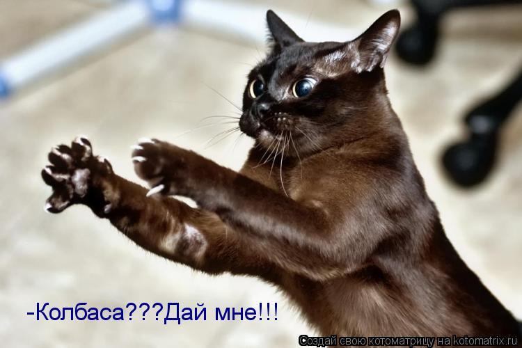 -Колбаса???Дай мне!!!... Котоматрица: -Колбаса???Дай мне!!!