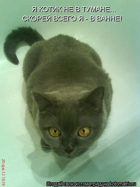 Я КОТИК НЕ В ТУМАНЕ... СКОРЕЙ ВСЕГО Я - В ВАННЕ!... Котоматрица: Я КОТИК НЕ В ТУМАНЕ... СКОРЕЙ ВСЕГО Я - В ВАННЕ!