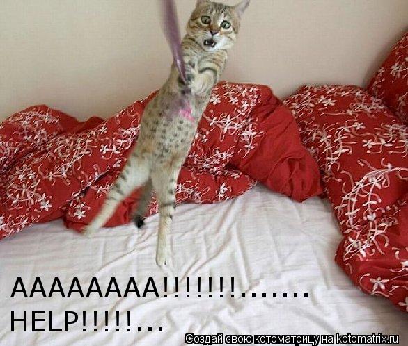AAAAAAAA!!!!!!!....... HELP!!!!!...... Котоматрица: AAAAAAAA!!!!!!!....... HELP!!!!!...