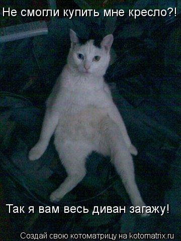 Не смогли купить мне кресло?! Так я вам весь диван загажу!... Котоматрица: Не смогли купить мне кресло?! Так я вам весь диван загажу!