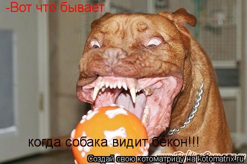 -Вот что бывает когда собака видит бекон!!! когда собака видит бекон!!!... Котоматрица: -Вот что бывает когда собака видит бекон!!! когда собака видит бекон!!!