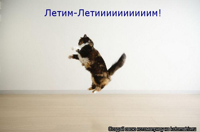 Летим-Летиииииииииим!... Котоматрица: Летим-Летиииииииииим!
