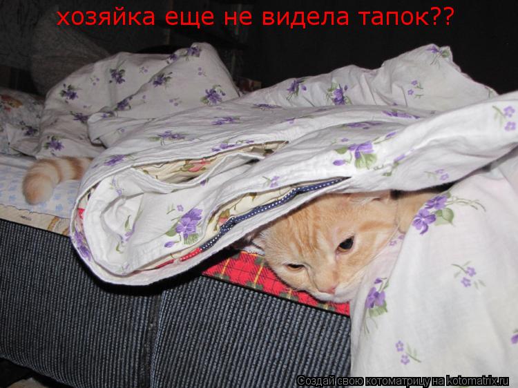 хозяйка еще не видела тапок??... Котоматрица: хозяйка еще не видела тапок??