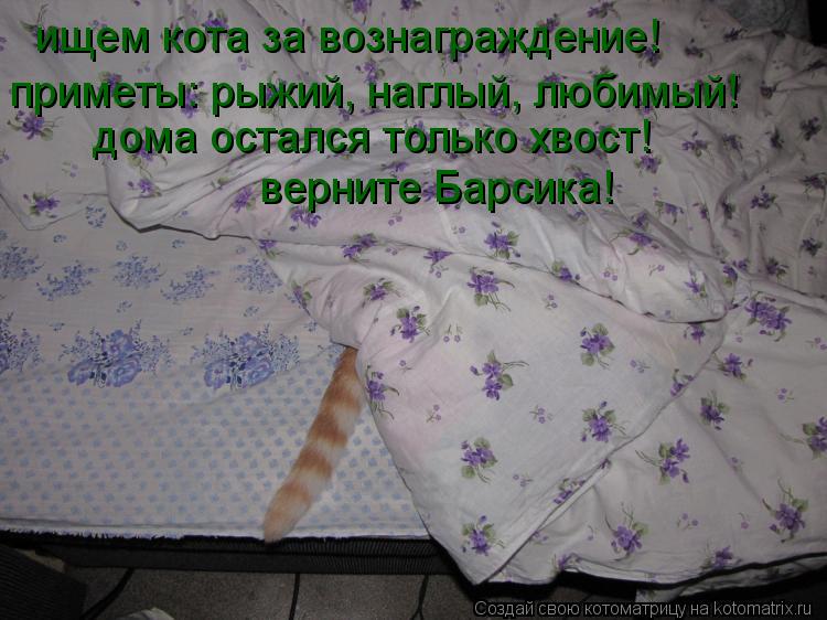 ищем кота за вознаграждение! приметы: рыжий, наглый, любимый! дома остался только хвост! верните Б... Котоматрица: ищем кота за вознаграждение! приметы: рыжий, наглый, любимый! дома остался только хвост! верните Барсика!