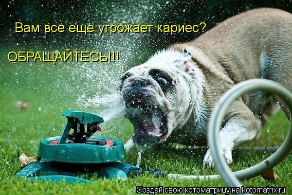 Вам все еще угрожает кариес? ОБРАЩАЙТЕСЬ!!!... Котоматрица: Вам все еще угрожает кариес? ОБРАЩАЙТЕСЬ!!!