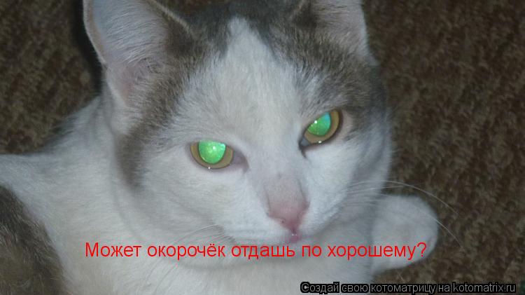Может окорочёк отдашь по хорошему?... Котоматрица: Может окорочёк отдашь по хорошему?