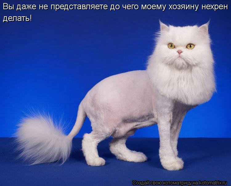 Вы даже не представляете до чего моему хозяину нехрен делать!... Котоматрица: Вы даже не представляете до чего моему хозяину нехрен делать!
