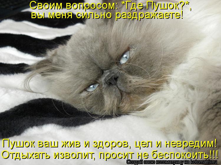 Своим вопросом: *Где Пушок?*, вы меня сильно раздражаете! Пушок ваш жив и здоров, цел и невредим! От... Котоматрица: Своим вопросом: *Где Пушок?*, вы меня сильно раздражаете! Пушок ваш жив и здоров, цел и невредим! Отдыхать изволит, просит не беспокоить!!!