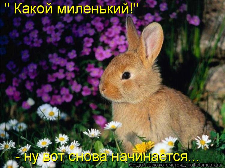 " Какой миленький!" - ну вот снова начинается...... Котоматрица: " Какой миленький!" - ну вот снова начинается...