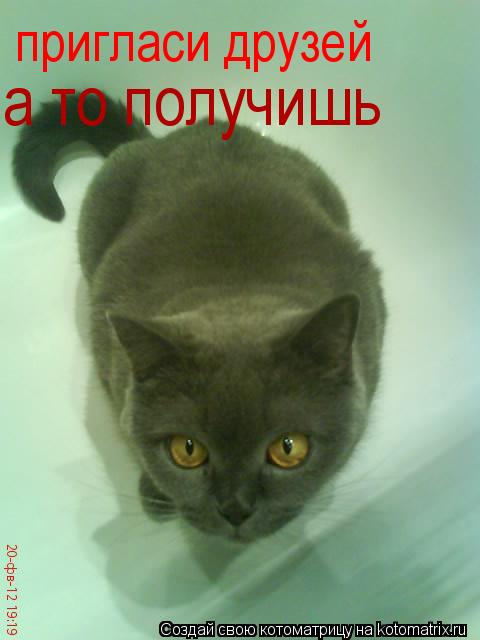 пригласи друзей а то получишь... Котоматрица: пригласи друзей а то получишь