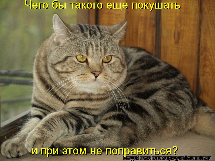 Чего бы такого еще покушать и при этом не поправиться?... Котоматрица: Чего бы такого еще покушать и при этом не поправиться?