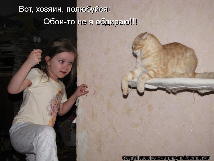 Вот, хозяин, полюбуйся! Обои-то не я обдираю!!!... Котоматрица: Вот, хозяин, полюбуйся! Обои-то не я обдираю!!!
