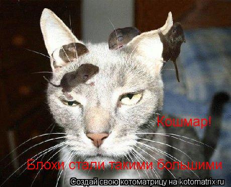 Кошмар! Блохи стали такими большими... Котоматрица: Кошмар! Блохи стали такими большими