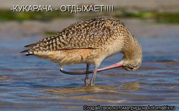 -КУКАРАЧА - ОТДЫХАЕТ!!!!... Котоматрица: -КУКАРАЧА - ОТДЫХАЕТ!!!!