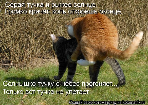 Серая тучка и рыжее солнце, Громко кричат, коль откроешь оконце. Солнышко тучку с небес прогоняет... ... Котоматрица: Серая тучка и рыжее солнце, Громко кричат, коль откроешь оконце. Солнышко тучку с небес прогоняет... Только вот тучка не улетает.