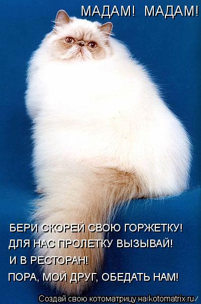 БЕРИ СКОРЕЙ СВОЮ ГОРЖЕТКУ! ДЛЯ НАС ПРОЛЕТКУ ВЫЗЫВАЙ! И В РЕСТОРАН! ПОРА, МОЙ ДРУГ, ОБЕДАТЬ НАМ! МАДАМ... Котоматрица: БЕРИ СКОРЕЙ СВОЮ ГОРЖЕТКУ! ДЛЯ НАС ПРОЛЕТКУ ВЫЗЫВАЙ! И В РЕСТОРАН! ПОРА, МОЙ ДРУГ, ОБЕДАТЬ НАМ! МАДАМ! МАДАМ!
