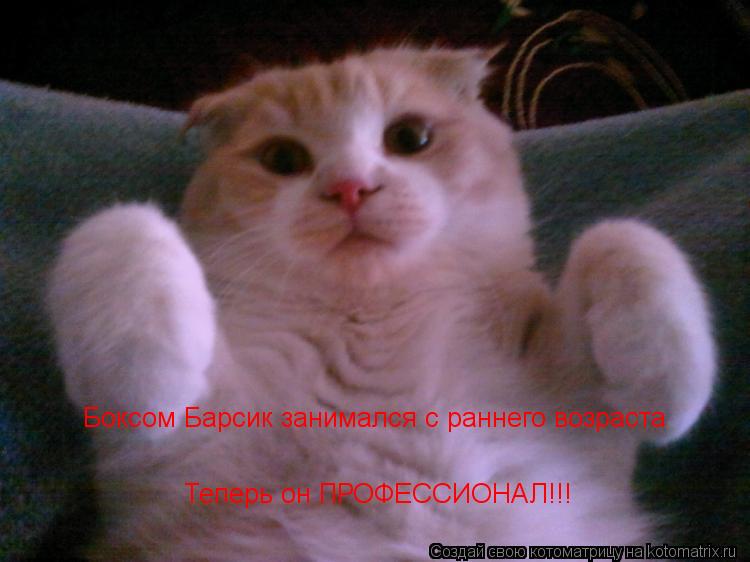 Боксом Барсик занимался с раннего возраста Теперь он ПРОФЕССИОНАЛ!!!... Котоматрица: Боксом Барсик занимался с раннего возраста Теперь он ПРОФЕССИОНАЛ!!!